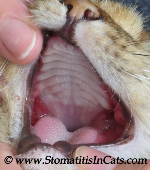 Stomatitis in the mouth of a cat after her teeth were pulled
