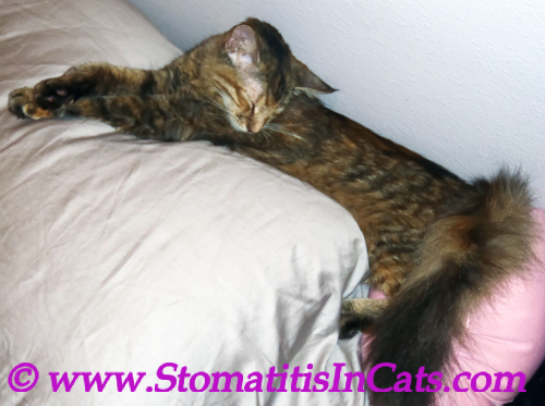 Weight loss in a cat due to stomatitis