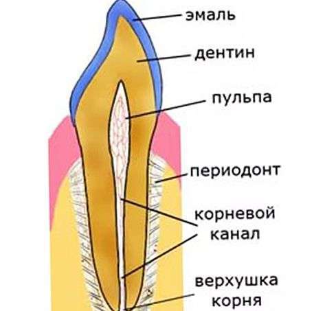 схема зуба