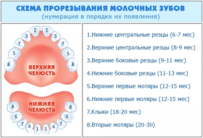 Первенцы молочные зубы у детей, схема прорезывания