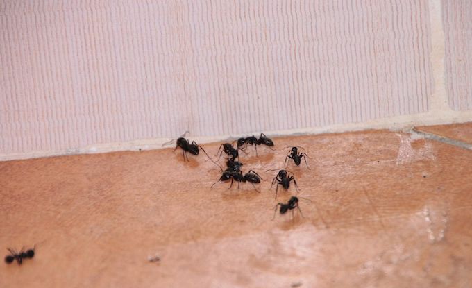 ant infestation 
