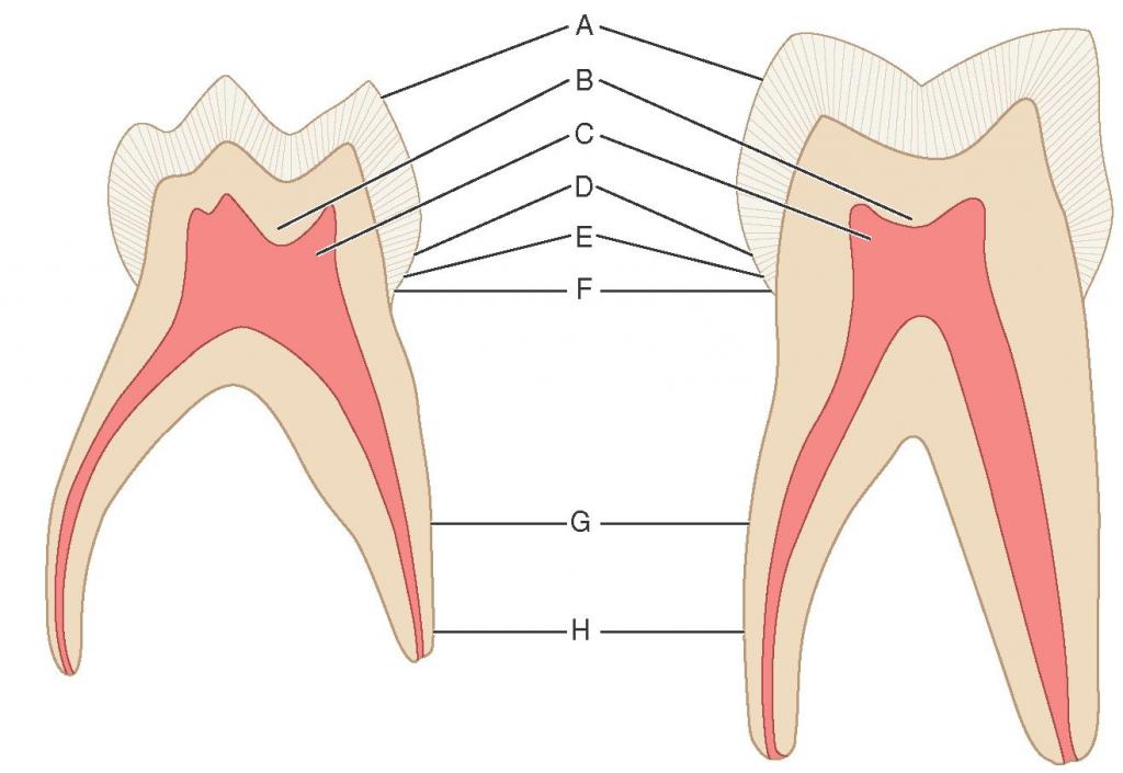 Особенности строения пульпы на разных видах зубов