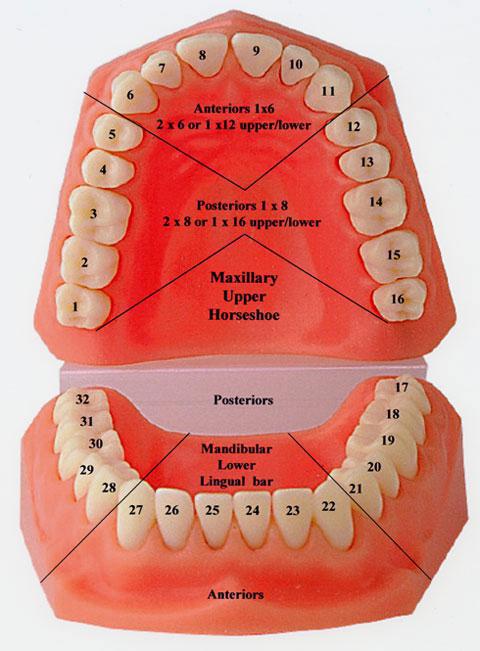 название зубов схема