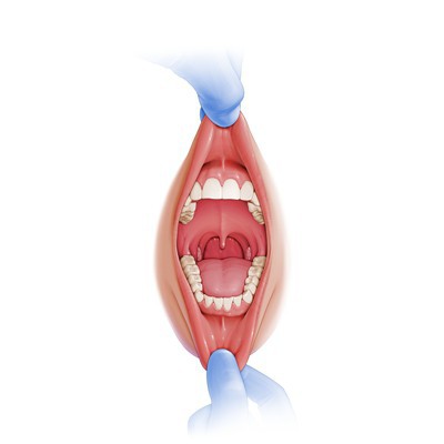 анатомия и физиология полости рта 