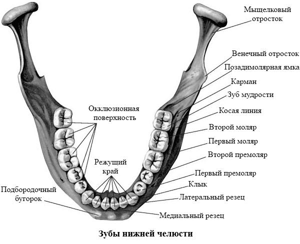 Зубы нижней челюсти