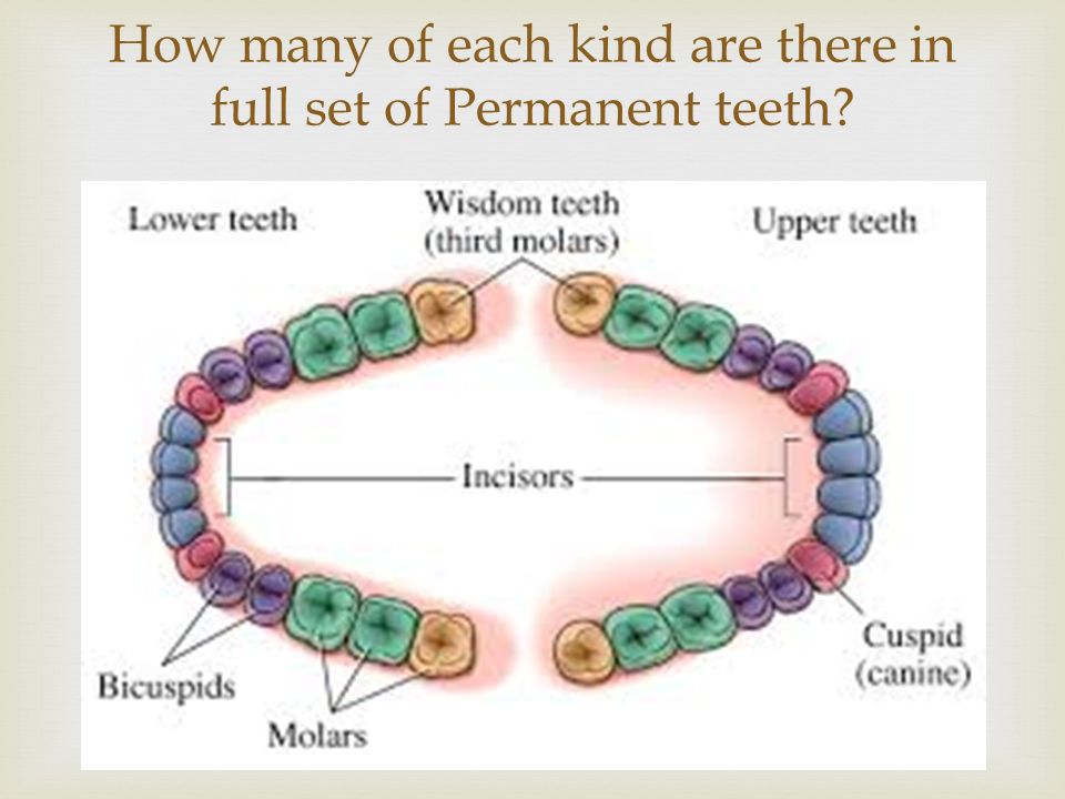  How many of each kind are there in full set of Permanent teeth