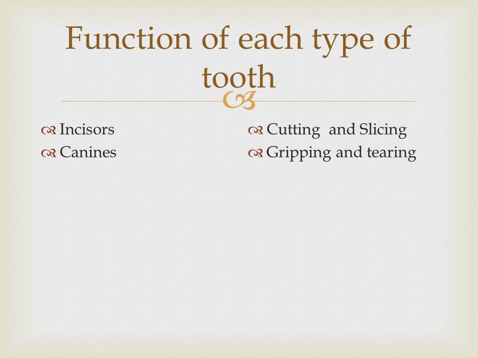  Function of each type of tooth  Incisors  Canines  Cutting and Slicing  Gripping and tearing