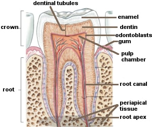 dental pulp structure