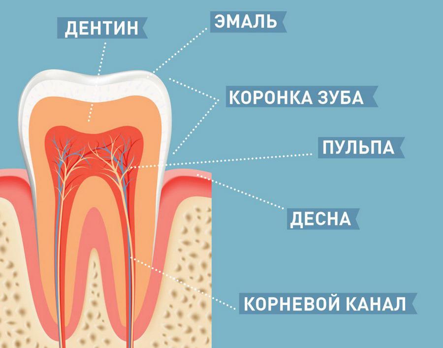 схема строения зуба