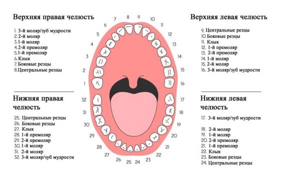 Зубы у человека