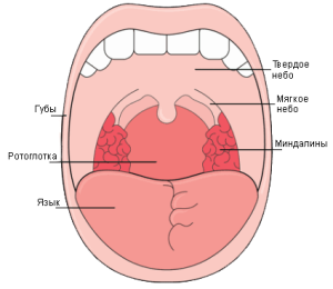 Строение и особенности слизистой оболочки полости рта, элементы поражения и профилактика заболеваний