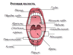Какие органы находятся у человека в ротовой полости: строение (анатомия), функции и отделы со схемой, среда во рту