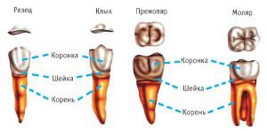 Таблица расположения корней на верхней и нижней челюсти человека: сколько каналов и нервов насчитывается в зубах?
