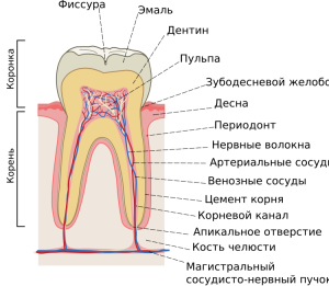 Внешнее и внутреннее строение человеческих зубов на верхней и нижней челюсти с фото, значение каждого из элементов