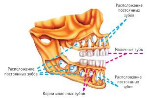 Внешнее и внутреннее строение человеческих зубов на верхней и нижней челюсти с фото, значение каждого из элементов