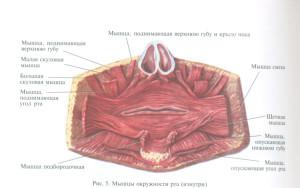 Какие органы находятся у человека в ротовой полости: строение (анатомия), функции и отделы со схемой, среда во рту