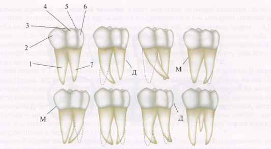 Большие коренные зубы — моляры