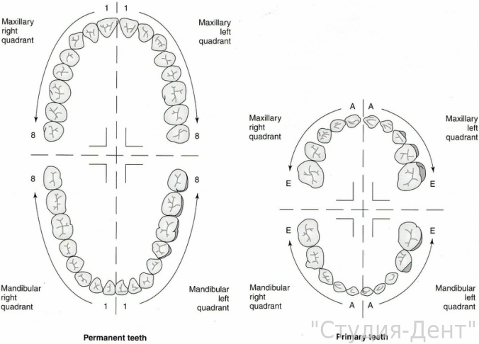 Нормальное количество зубов у детей и взрослых схема