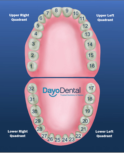 Teeth Numbers Chart Divided into 4 Quadrants