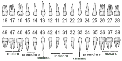 FDI Tooth Numbering System - chart for adult teeth