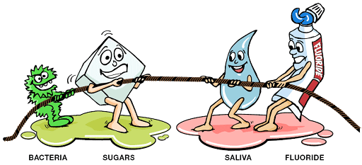 Illustration: Tug of War Between Bacteria and Sugars Versus Saliva and Fluoride