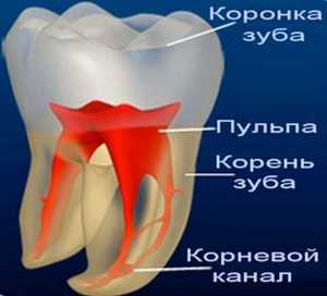 Пульпа зуба