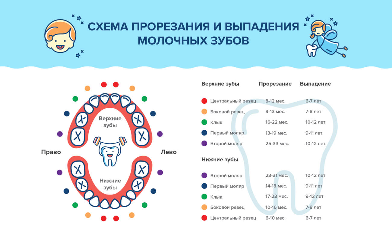 Схема прорезывания и выпадения молочных зубов в картинках