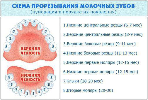 схема прорезывания зубов у детей по возрасту