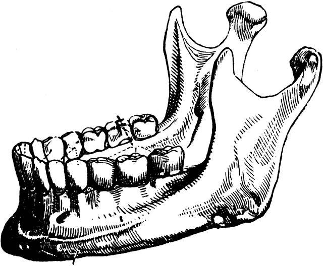 нижняя челюсть анатомия 