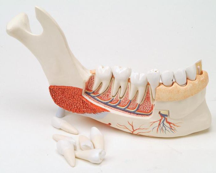 анатомия нижней челюсти 