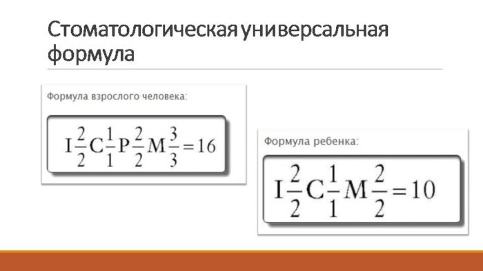 Зубная формула у детей