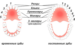 Названия зубов