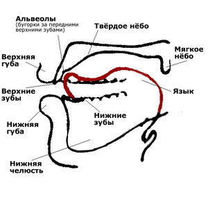 Где расположены альвеолы во рту