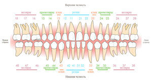 Описание зубов человека