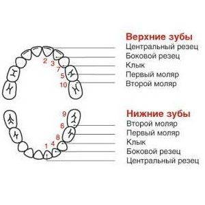 схема прорезывания зубов у детей_1.jpg