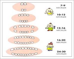 График прорезывания зубов