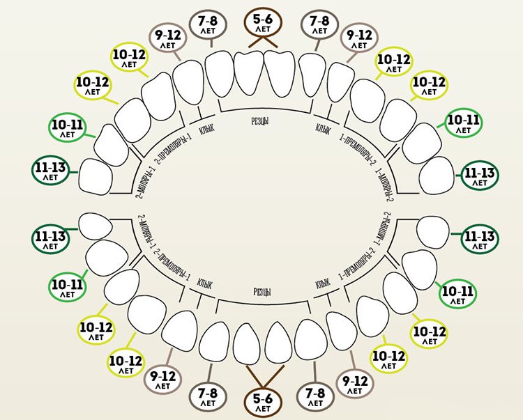 схема смены зубов