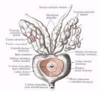 Предстательная железа и семенные пузырьки