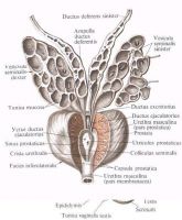 рисунок препарата предстательной железы и семявыносящих протоков